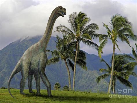 Jobaria Pictures & Facts - The Dinosaur Database