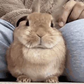 Bunny Cute  Bunny Cute Bun Discover And Share S