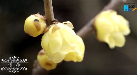 小雪賞花正當時！這些冬日盛開的花你都知道嗎？