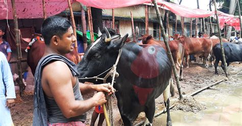 আড়াই লাখ টাকার গরুর দাম উঠেছে দেড় লাখ