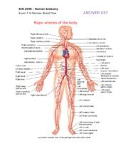 Copy Of KIN 2500 Blow Flow Review Answer Key KIN 2500 Human Anatomy