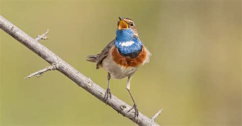 Meet the World's 10 Greatest Singing Birds | Nest Box Live