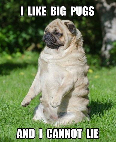 Funny Pugs Memes - lrjourneay