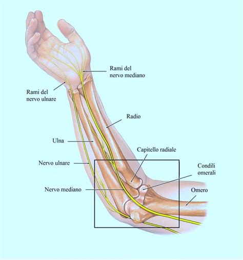 Anatomia Del Gomito Fisioterapia Rubiera