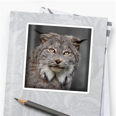 Canada Lynx Sticker By Darby8 Redbubble