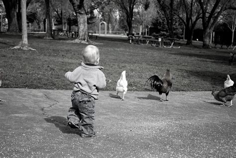 Chasing Chickens Paul Flickr