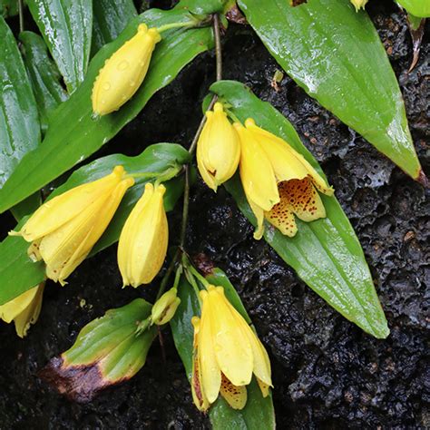 キイジョウロウホトトギス 大阪の植物園 咲くやこの花館－