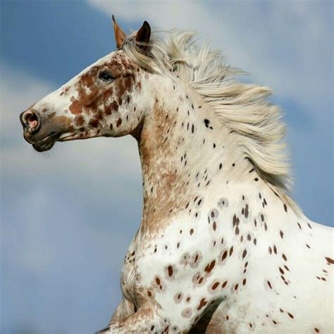 Most Beautiful Horses, Appaloosa Horses, Horse Breeds, Animals And Pets ...