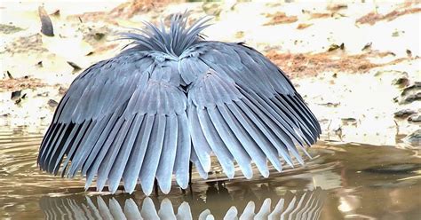 Watch A Black Heron Fool Fish By Turning Into An Umbrella Audubon