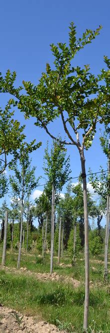 Lagerstroemia Indica Neige D Ete Guillot Bourne