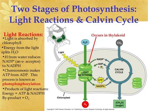 AP Biology Ch 8 Photosynthesis Light Reactions