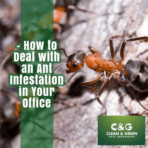 Ant And Cockroach Control In Winter Can Stop A Summer Infestation