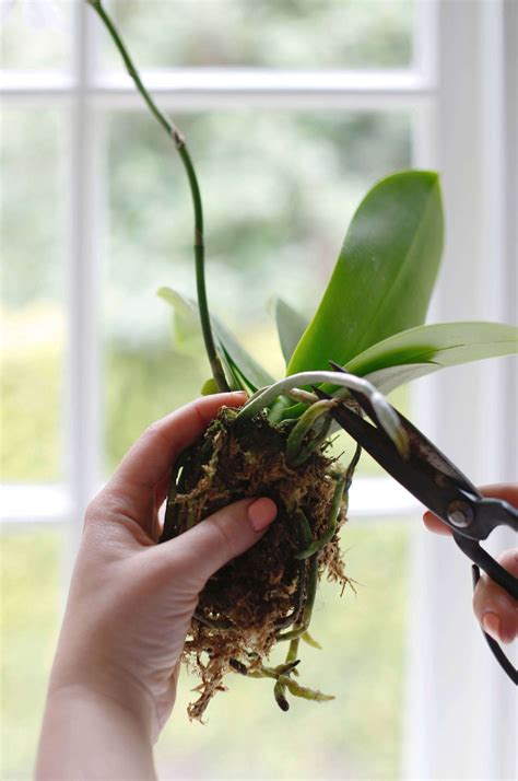 Repotting orchids – Artofit