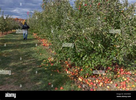 Apple Orchard In Upstate New York Apples On A Tree Branch Stock