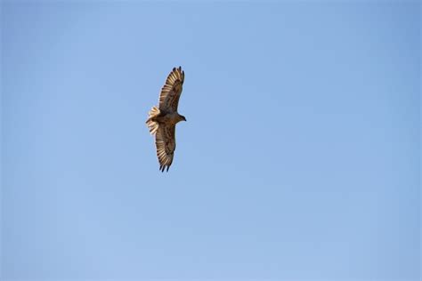 Free Ferruginous Hawk in Flight Stock Photo - FreeImages.com