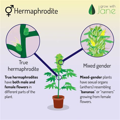 Identify Male Female And Hermaphrodite Cannabis Plants