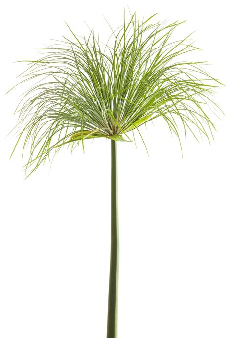 Cyperus 'Prince Tut'