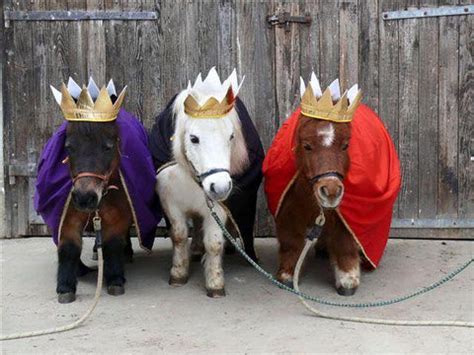 10 Best Horse Halloween Costumes | HOOF-it Technologies