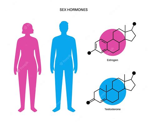 Premium Vector Estrogen And Testosterone Level Color Chart Sex