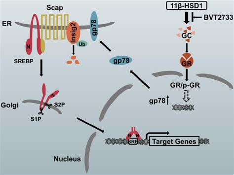 Schematic Diagram Of The Putative Mechanism By Which Hsd Mediates