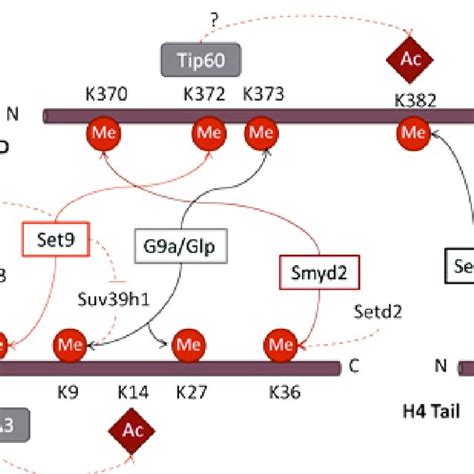 Post Translational Modifications In The Carboxyl Terminal Domain Of Download Scientific Diagram