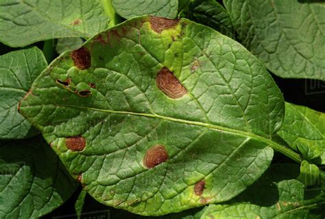 Agriculture - Potato early blight leaf symptoms on a potato leaf caused by Alternaria solani ...