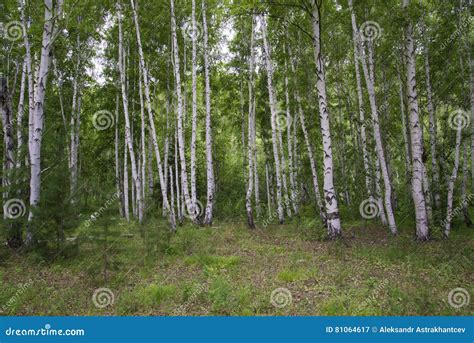 Beautiful Birch Forest In Summer Stock Image Image Of Branches