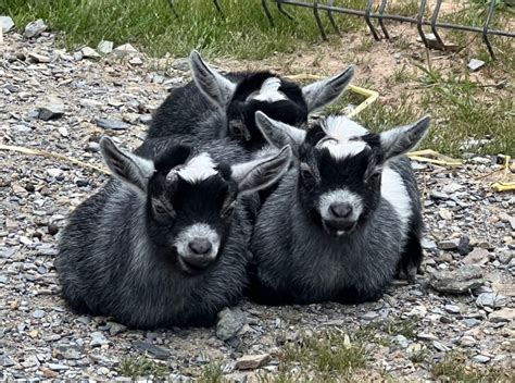 PYGMY GOATS AUSTRALIA | Pygmy Goat Breeders | AGB Inc