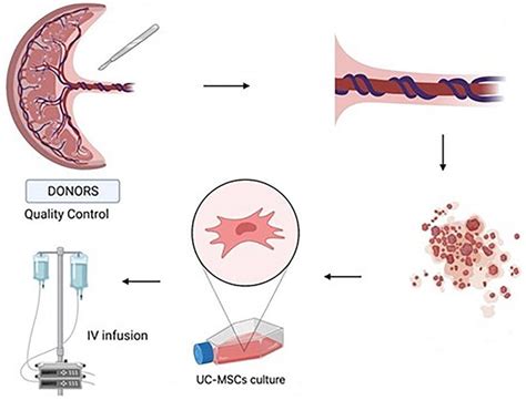 Umbilical Cord Tissue Was Used To Isolate Umbilical Cord Mesenchymal