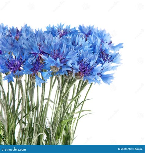 Cornflower Flowers Bouquet Isolated On White Stock Image - Image of ...