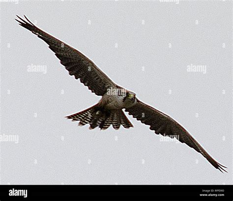 lanner falcon falco biarmicus stock photo alamy