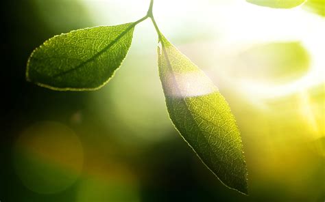 Sunlight Leaves Depth Of Field Nature Grass Plants Photography