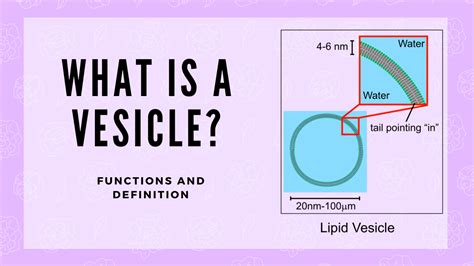 The Main Functions Of A Vesicle | Science Trends