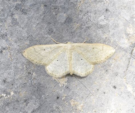 Idaea Deversaria Geometridae Butterflies Of Crete