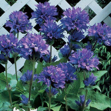 Flowers That Bloom In Partial Shade / 18 Annual Plants that Grow in Partial Shade - Garden ...