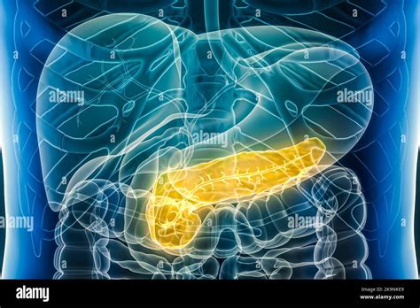 Pankreas Mit Pankreasgang Organ Des Menschlichen Verdauungssystems 3D