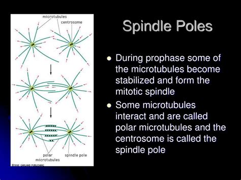 Ppt Cell Cycle And Cell Division Powerpoint Presentation Free