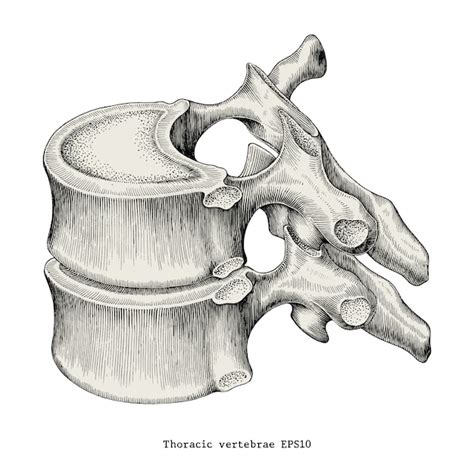 Premium Vector Thoracic Vertebrae Anatomy Vintage Illustration