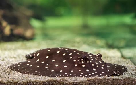 Freshwater Stingray Care: Complete Guide for Beginners - AquariumNexus