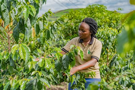 Exploring Coffee And Tea Plantations In Uganda Uganda Wildlife