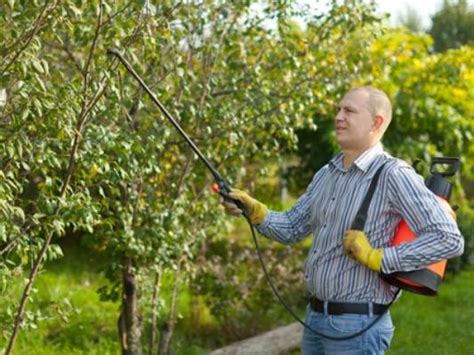 How To Spray Fruit Trees From Diseases And Pests Healthy Food Near Me