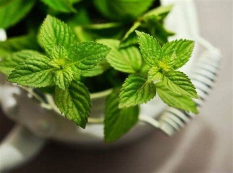 Liquore Alla Menta E Limone Per Un Fine Pasto Ghiacciato E Profumato