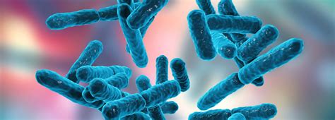 Bifidobacterium Longum Subsp Longum Alquimia Farm Cia De