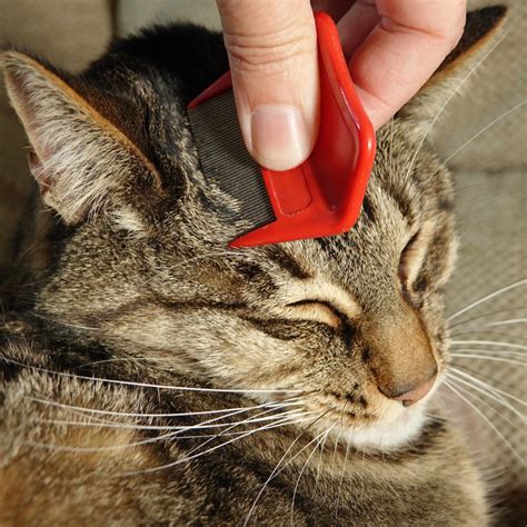 Cat Flea Infestation: Is It Possible to Get Rid of Fleas?