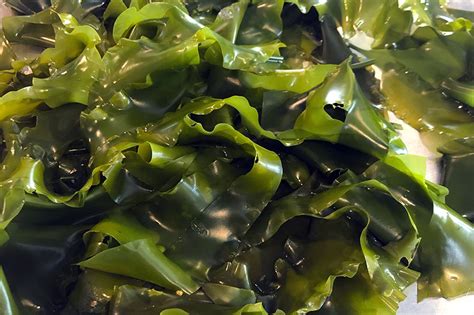 Home National Seaweed Hub