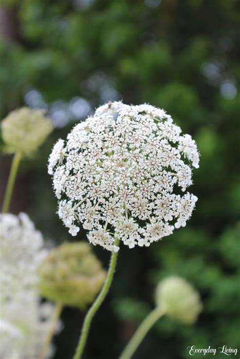 Queen Annes Lace