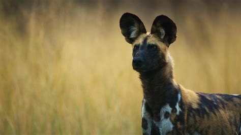 Nature - African Wild Dogs Vote with Sneezes - Twin Cities PBS