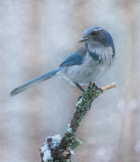 Scrub Jay In Winter Photograph By Angie Vogel Fine Art America