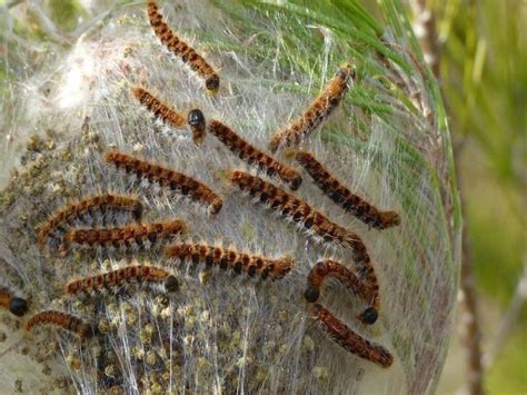 Autour De Paimpol La Chenille Processionnaire Gagne La Pointe De L