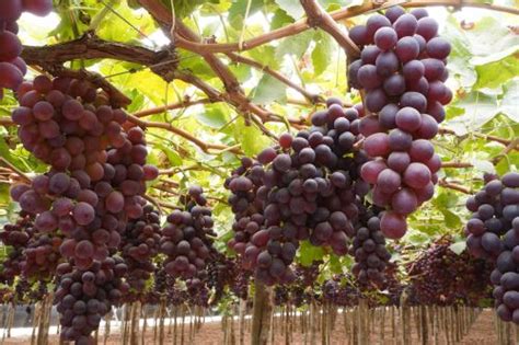 Campaña de exportación de uvas empezó con buen pie LA PR1MERA